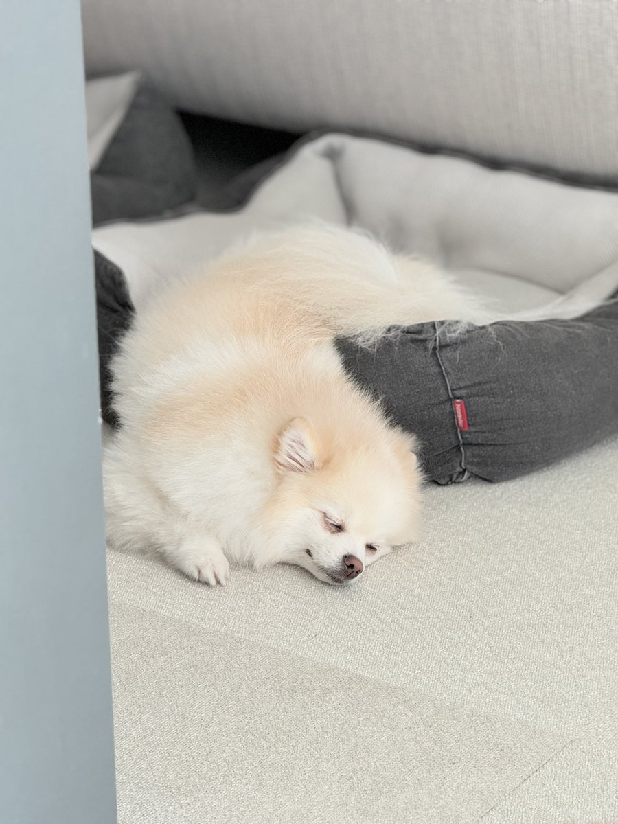 チャピシト🧸🍋ポメラニアン (@chappy_1005) / Posts / X