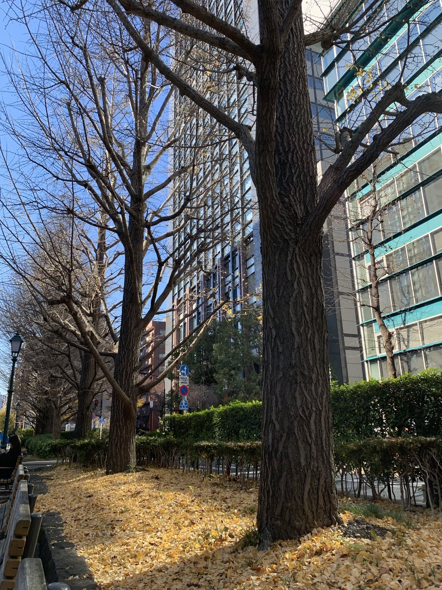 At3hrU's tweet photo. #hamacho #meijiza #浜町 #明治座前 銀杏の葉も ほぼ落ちた https://t.co/FF3Mawtwaf
