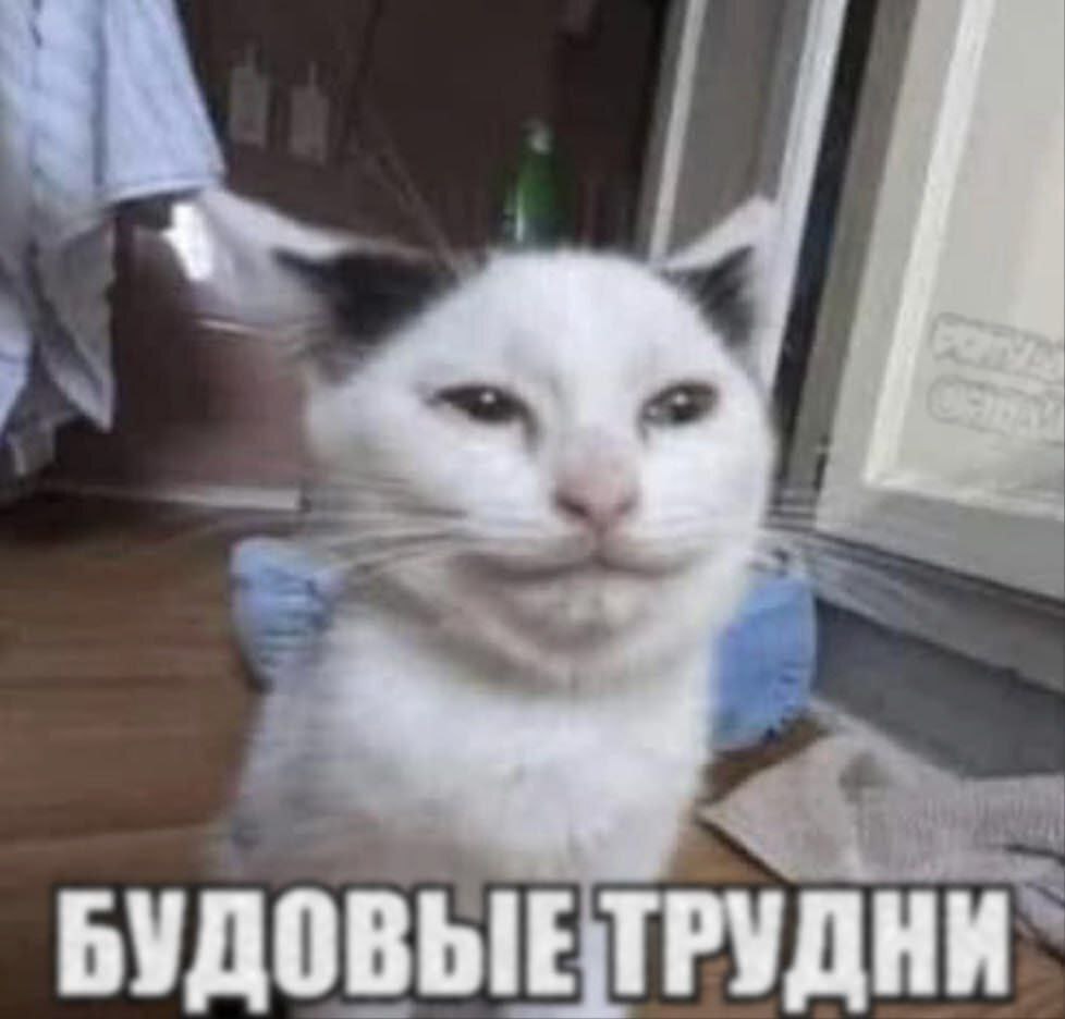 Borsique😺 (@borsique) on Twitter photo 