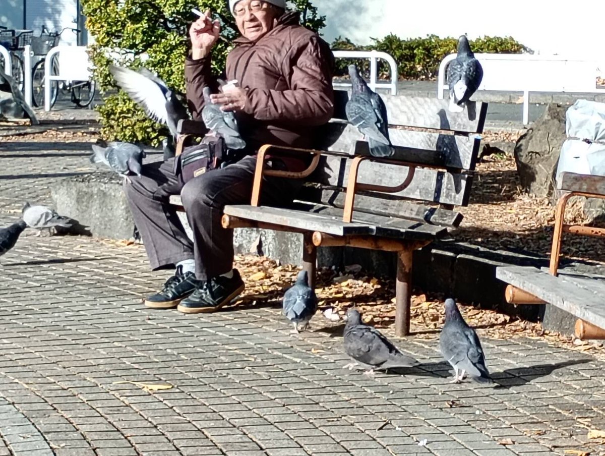 Bmkan4's tweet photo. まもの使いならぬハト使いおった https://t.co/goJBvDzehw