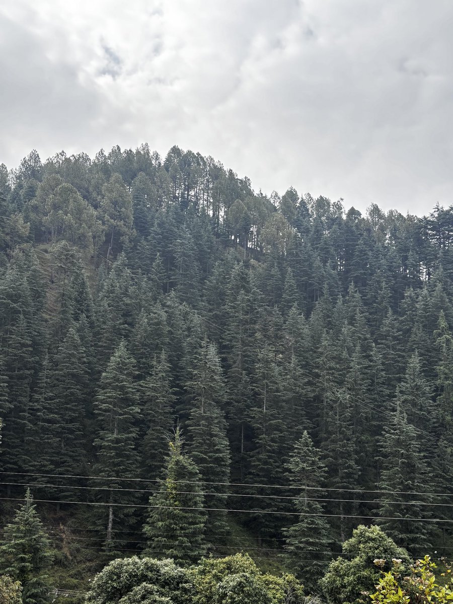pargaien's tweet image. Majestic today, memory tomorrow? 📉
The threat to these Deodars is real. As infrastructure projects cut through our mountains, we risk losing the very soul of our hill stations. Let’s hope wisdom prevails over the axe🌲🚫🪓
#SaveTrees #Uttarakhand #GreenCover #thicktrunktuesday