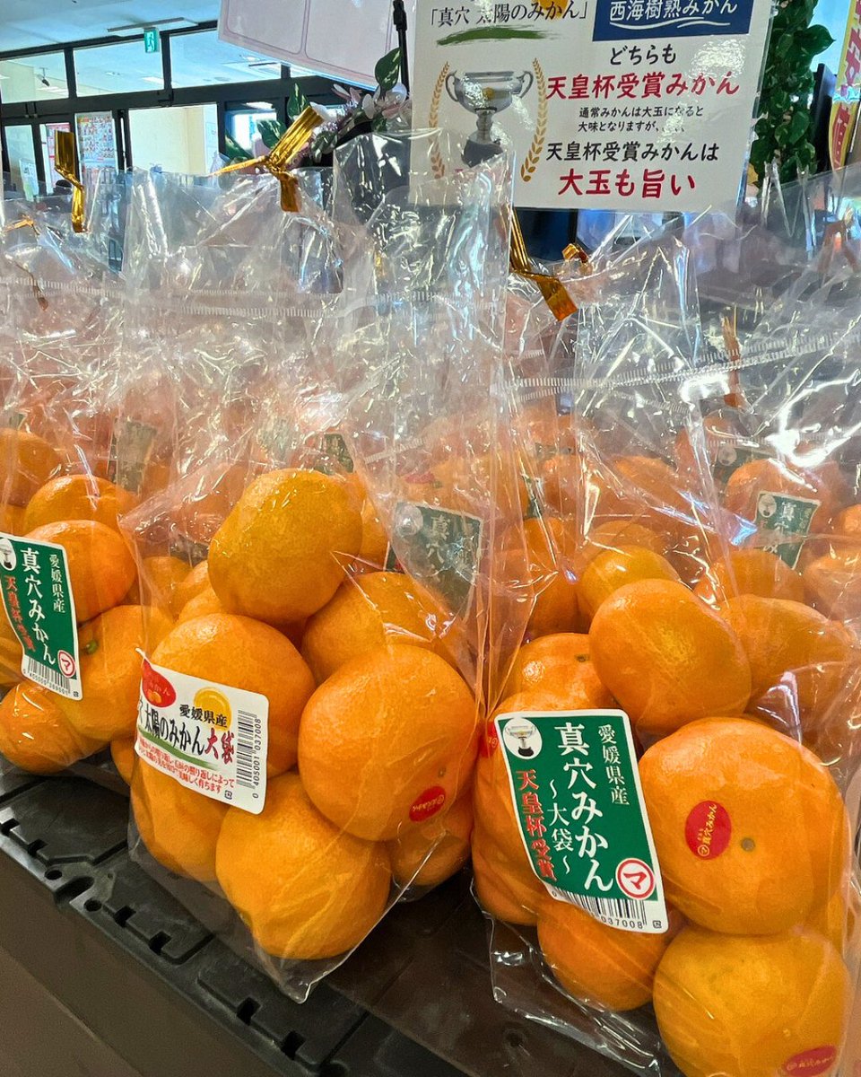 真穴みかんの甘さをつくるのは ・太陽の光 ・海からの反射光 ・石垣