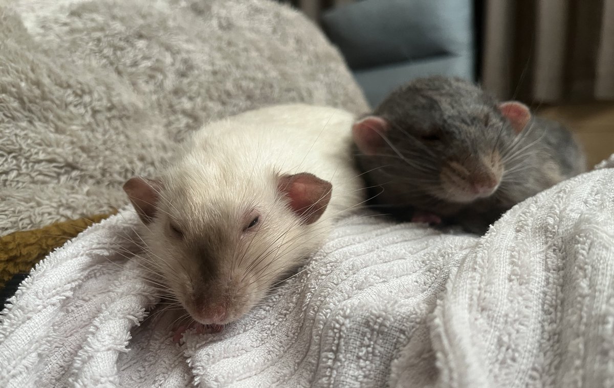 村上ラット🐀🐁 tweet media