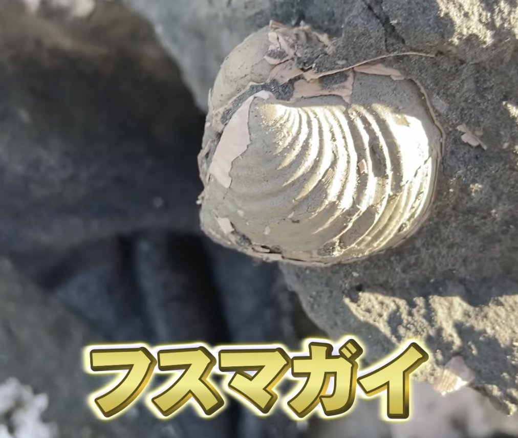 ご満悦！水が引いた多摩川で大物化石を発掘できました
ご視聴まだでしたら是非^^
youtube.com/watch?v=dA1aaE…
＃化石乙史