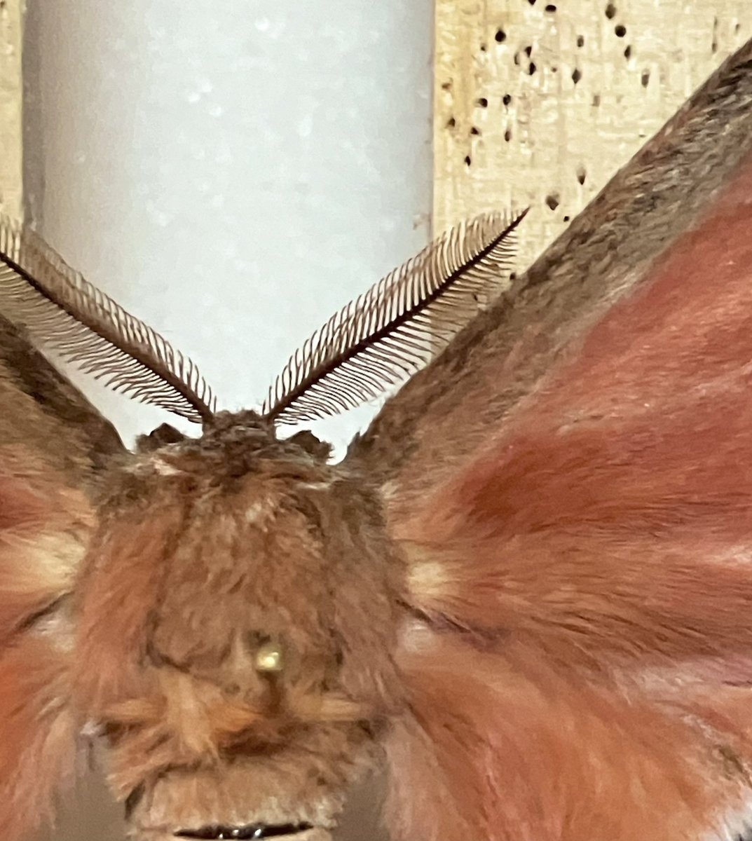 Melanocera menippe from KENYA
ケニアのヤママユ

紅葉のような綺麗なヤママユ。
なんとなくエゾヨツメ感が漂う。

届いた時、右前翅根本が破損してたので修理。いい感じ✨

元記載はSaturnia属にて。二名法による記載が始まった頃、ヤママユはみんなSaturniaだったんだよね。イザベラミズアオも❗️