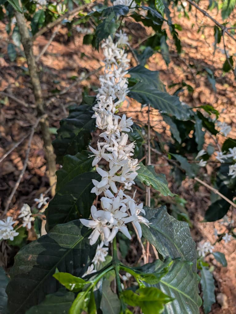 Admire Chamisa tweet media