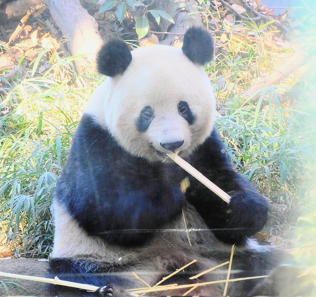 5年前の今日のシャンちゃん🐼💗 タケしゃん🎋チュール🎵がうれちくてお