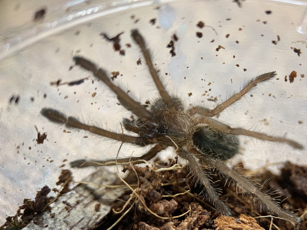 さっちゃん🐛🦂🕷 (@BugsLife3939) / Posts / X