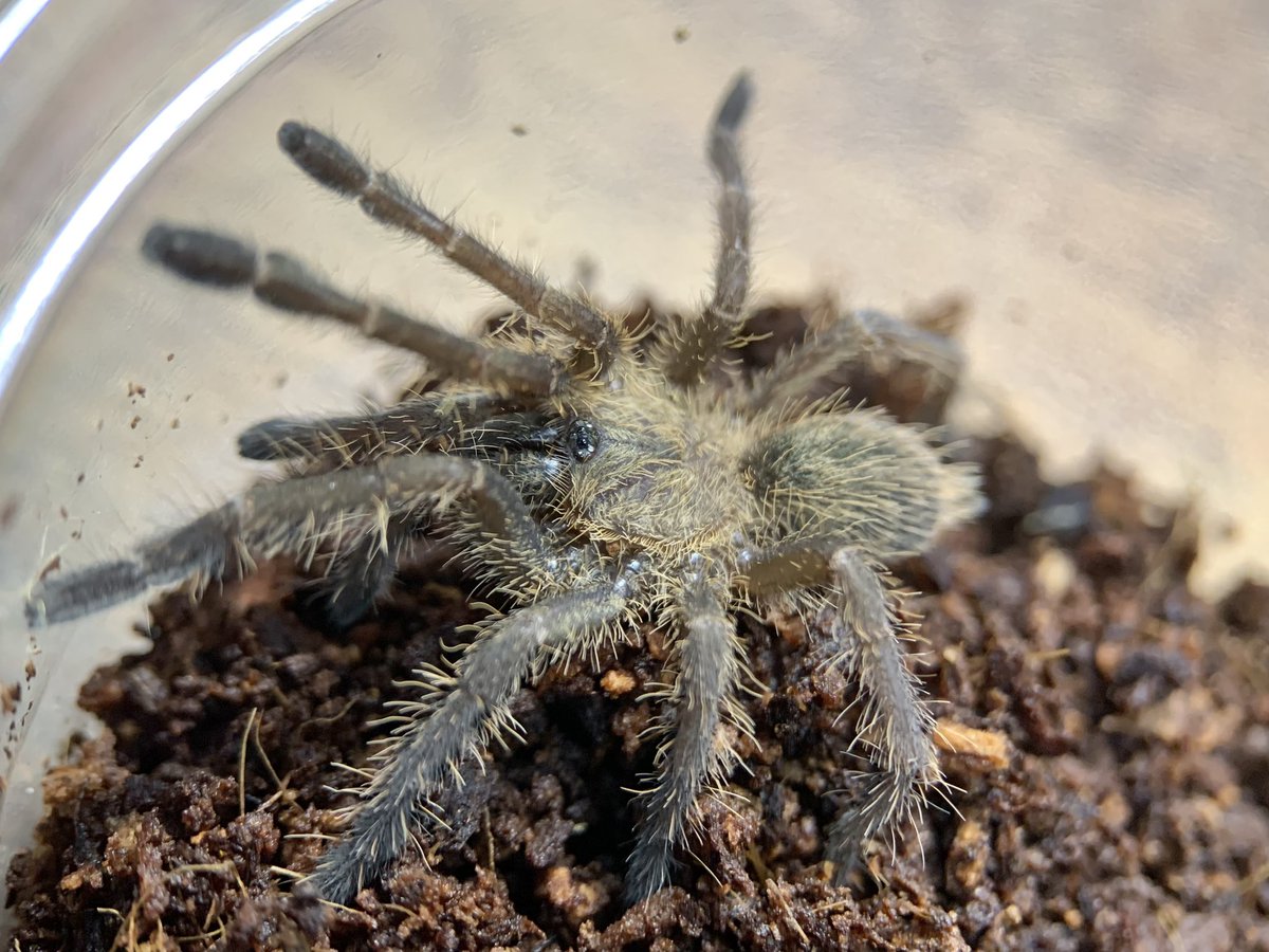 さっちゃん🐛🦂🕷 (@BugsLife3939) / Posts / X