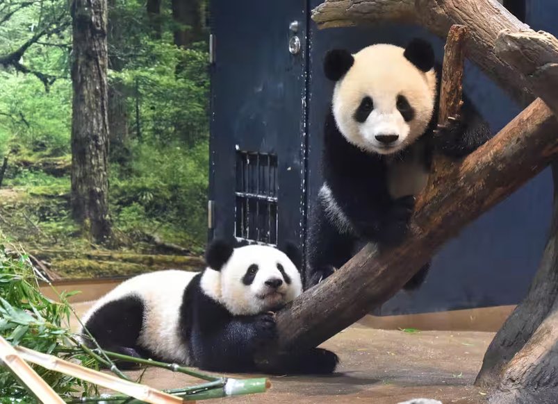 上野からもパンダがいなくなっちゃう🐼🐼😭 私は小中学生の時、パンダ