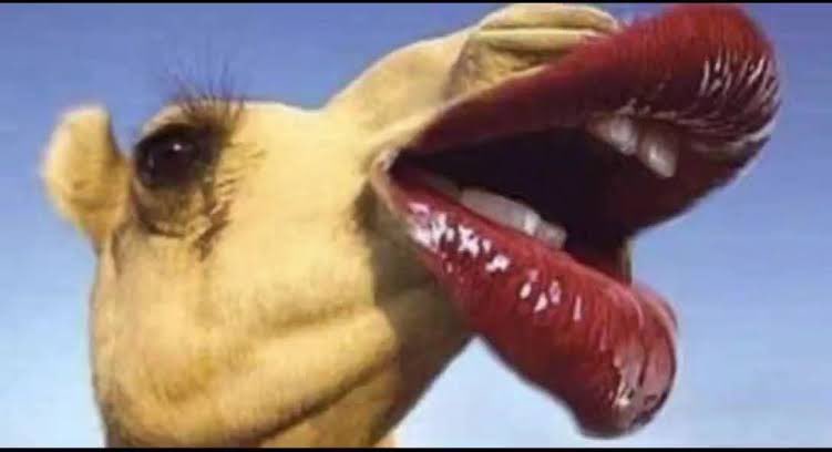 Edoe__'s tweet image. 