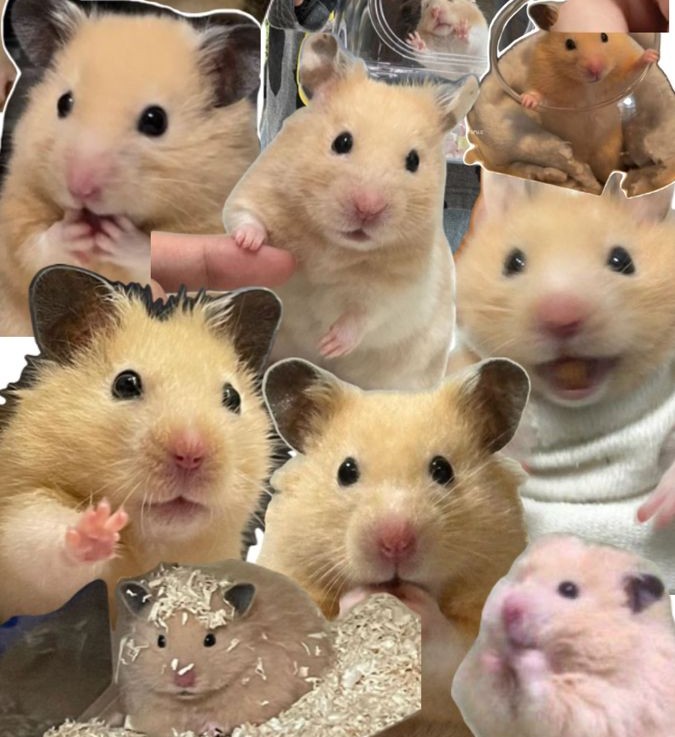 TweetsOfHamster's tweet image. 