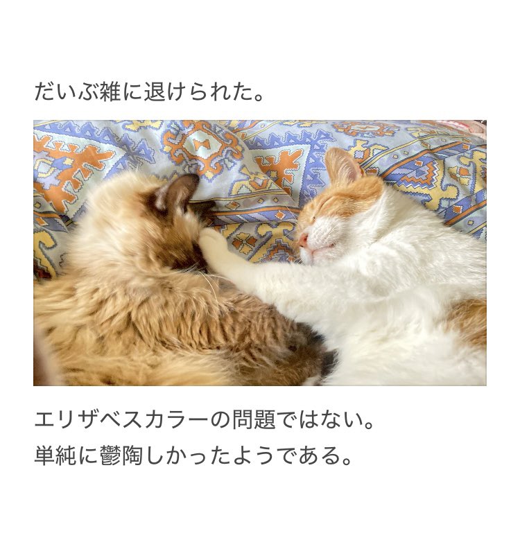 やーこ (@yalalalalalala) / Posts / X