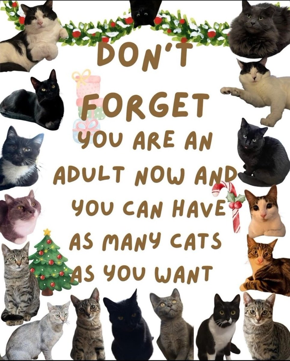 Catsillyness's tweet image. 