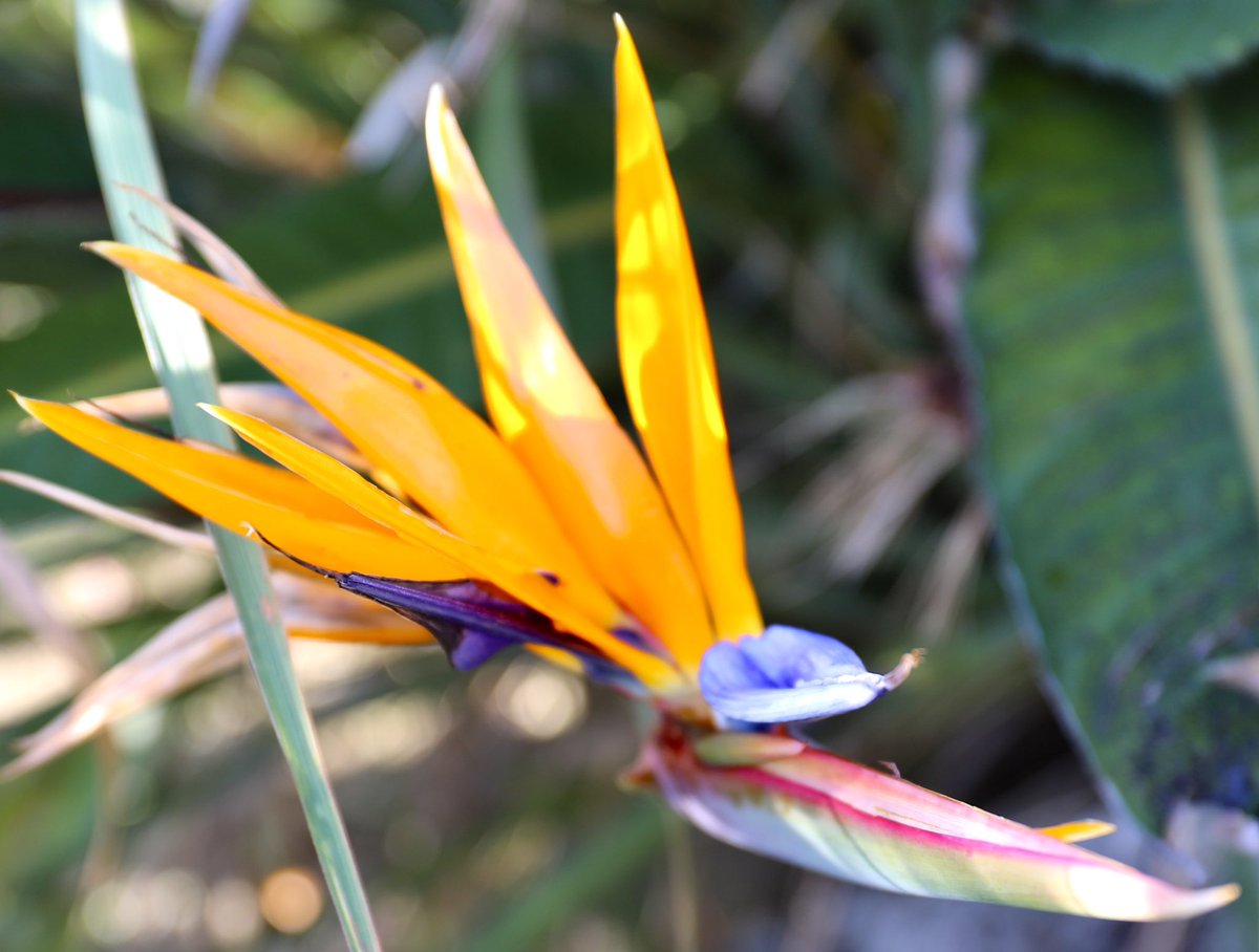 🌸ストレリチア レギネ🌸南アフリカ原産 オレンジがかった黄色と青と赤