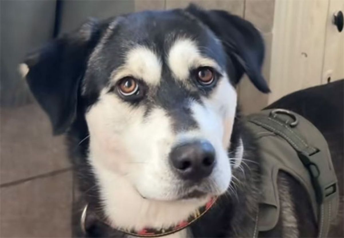 記事では、2つの犬種の良いところが掛け合わさるような紹介がされてい