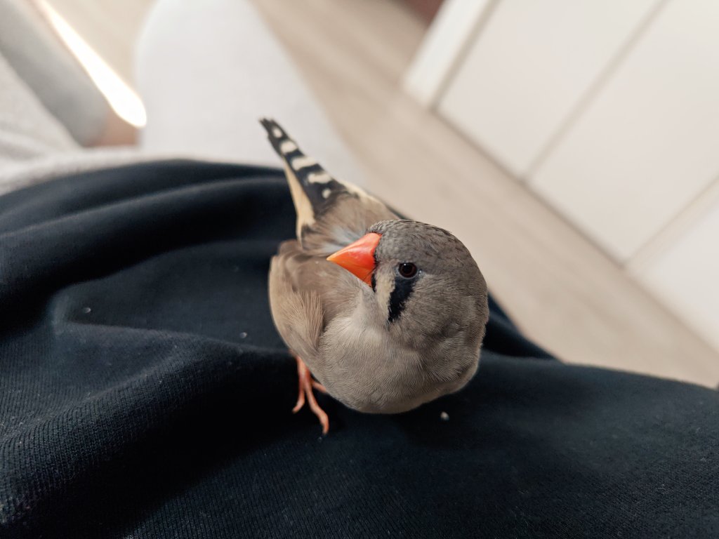 うずらさま確認ページ♡ ポポチョロ🐦💨 (@1b4fc39ec9e04d3) / Posts / X