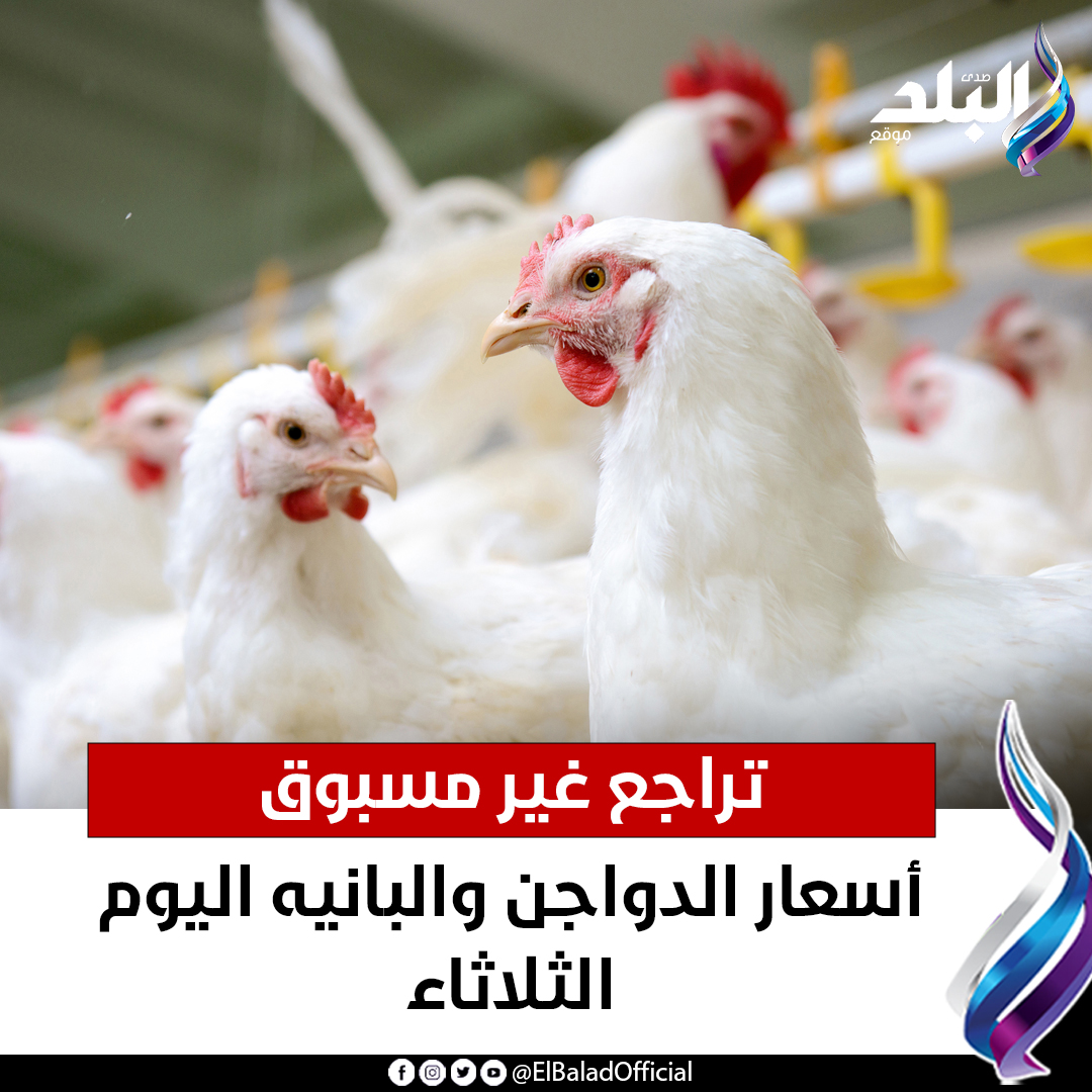 عاجل .. تراجع غير مسبوق.. أسعار الدواجن والبانيه اليوم الثلاثاء. 