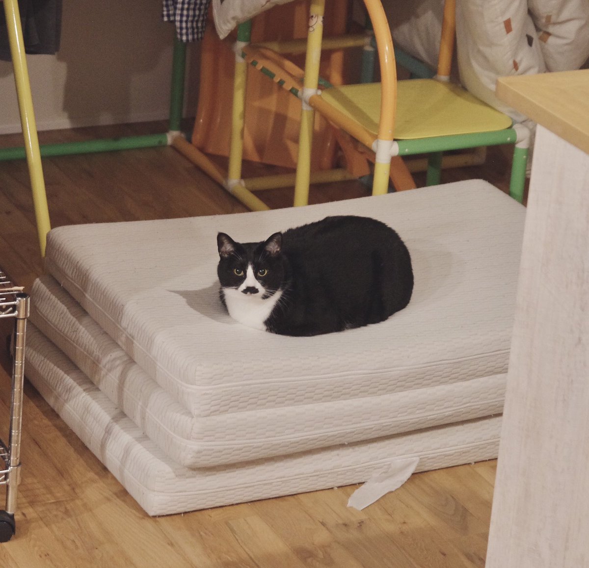 🦉 (@Crazymochichan) / Posts / X