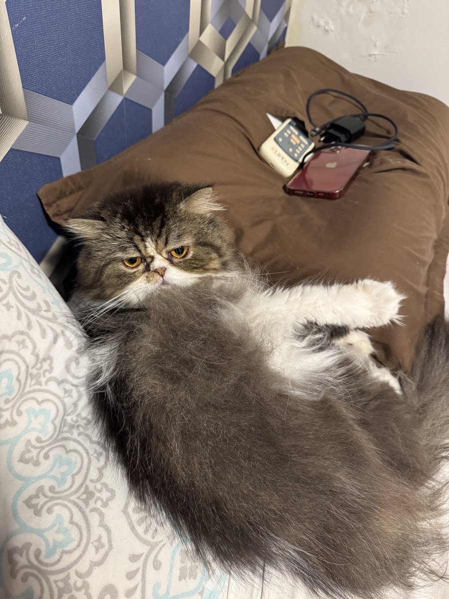 mat31088's tweet image. Un mes desde que te fuiste. 
Esta fue la última foto que te tome. 
Te amo y te extraño más que nunca, la navidad se va a sentir vacía sin vos. 
Este año no tenemos ganas de armar el árbol porque nos recuerda a cómo te gustaba jugar y desacomodar todos los adornos.