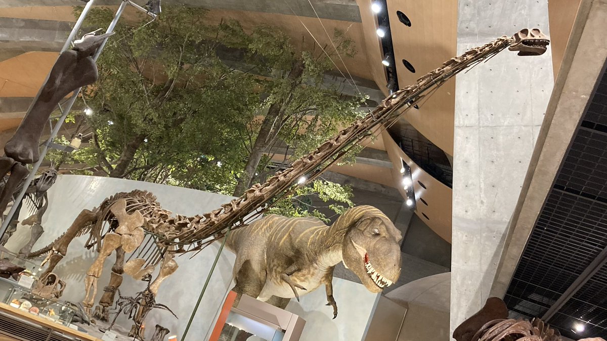 ジンベエー (@NZSjIFiJi8eDWdD) / Posts / X