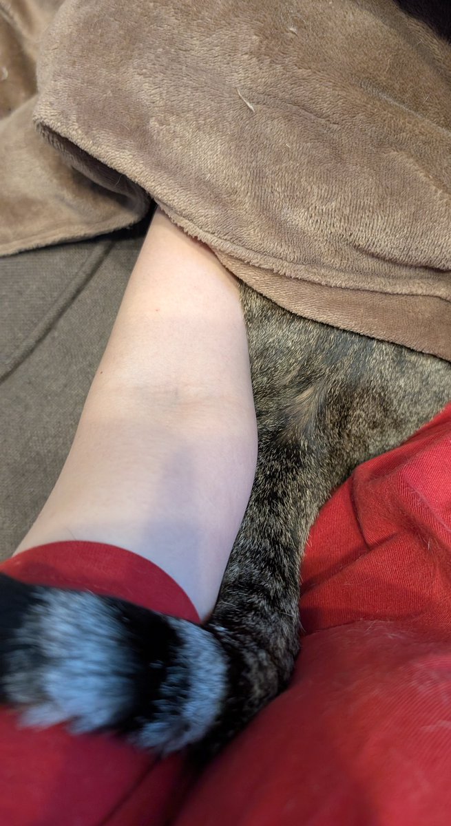 こたつに入りたい
＋
飼い主に撫でられたい
＋
飼い主にしっぽで絡みたい

を25gの脳みそで健気に考えた結果がこれ  お尻冷えるよ