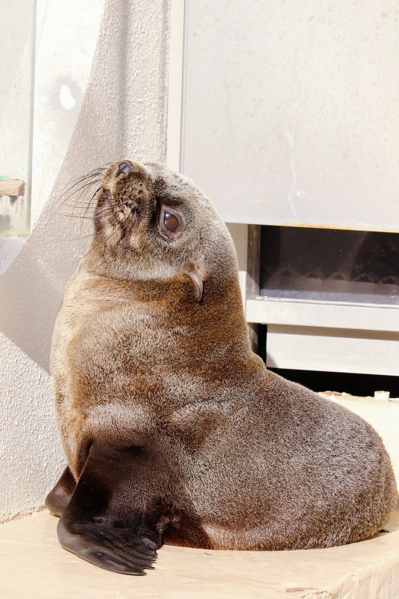 ヒレアシ（鰭脚類）情報 (@hirezake2024) / Posts / X