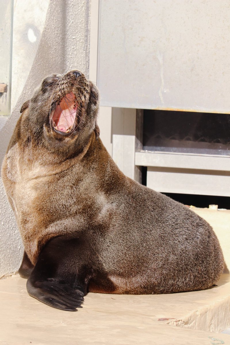 ヒレアシ（鰭脚類）情報 (@hirezake2024) / Posts / X