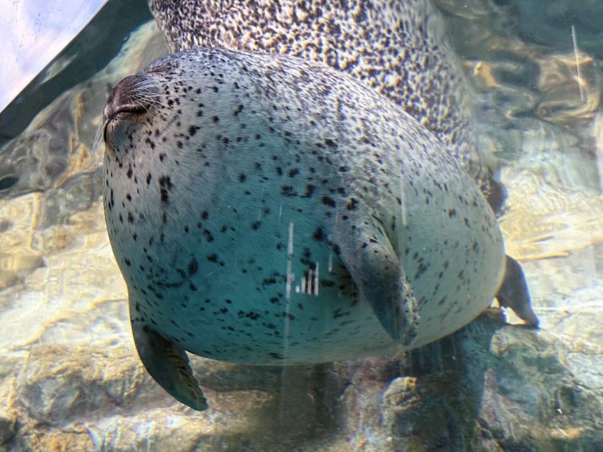 アオアラシ 10月30日まで いずみ60キロ、しょうへい90キロ、ひすい115キロ だからフグって言われ