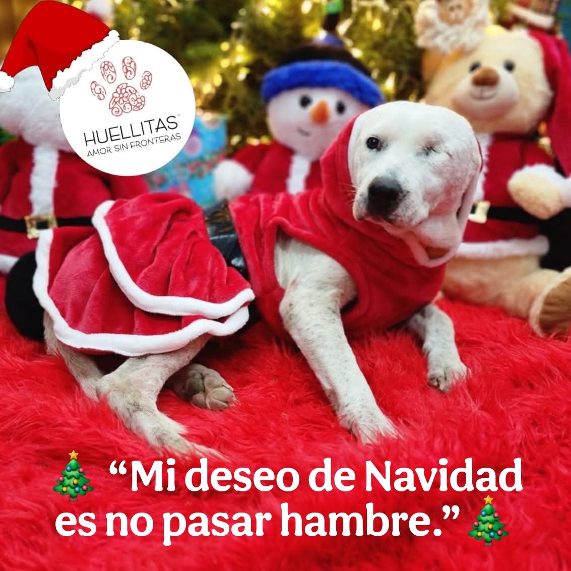 Día 2 😥🎄🙏🙏🙏

Solicitando tu apoyo para poder comer, pagar nuestro alimento de la semana es vital.

Ya no tenemos crédito en ningún lado y no queremos que la manada se quede sin comer 🙏🙏🙏

No se que más hacer para decirles que de vdd necesitaba ayudar.

Ayer con parte de
