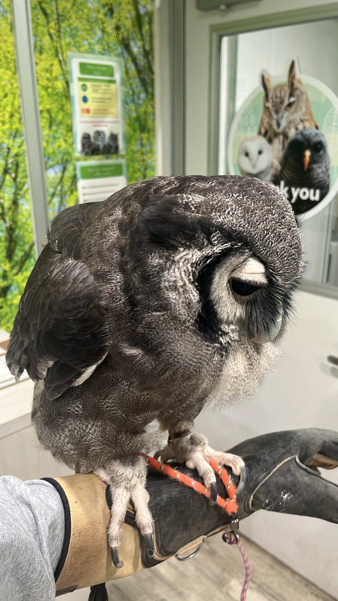 fatheramine's tweet photo. Peregrine falcon next https://t.co/lpoFKSF0fa