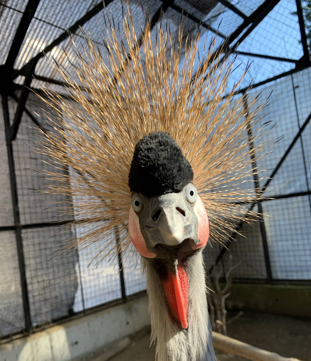 あずき (@azuki56116) / Posts / X