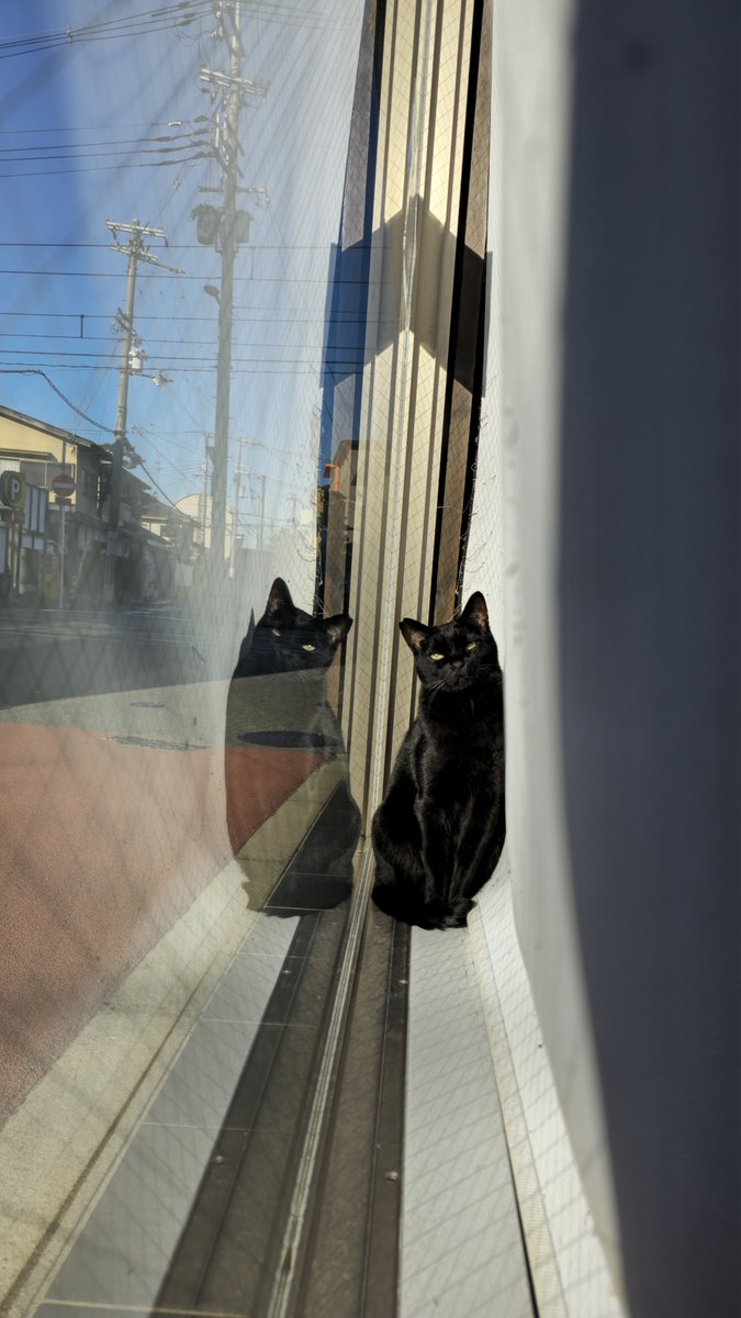 就労継続支援B型 保護猫カフェ にゃんプチーノ (@nyan_puccino