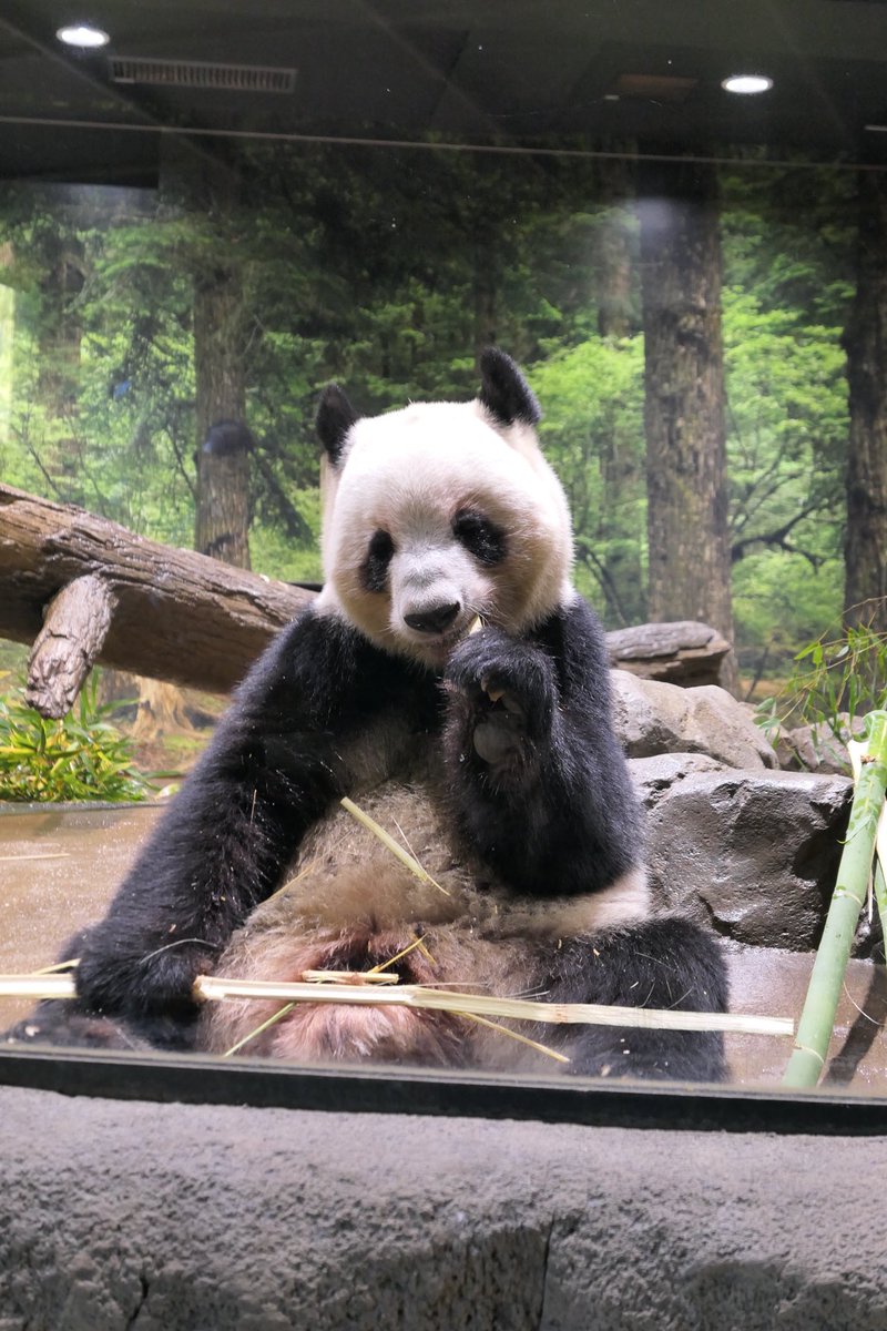 amo_cb250r's tweet photo. 上野動物園でパンダを眺めてきた🐼
シャオシャオに並んでるけど210分待ち https://t.co/8ry7AOMBsV