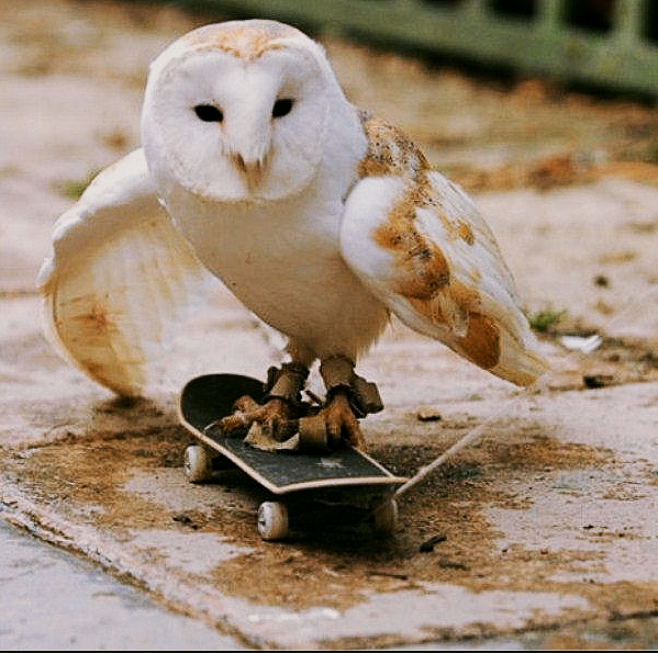 Owl Every Day (@owleveryday) on Twitter photo 