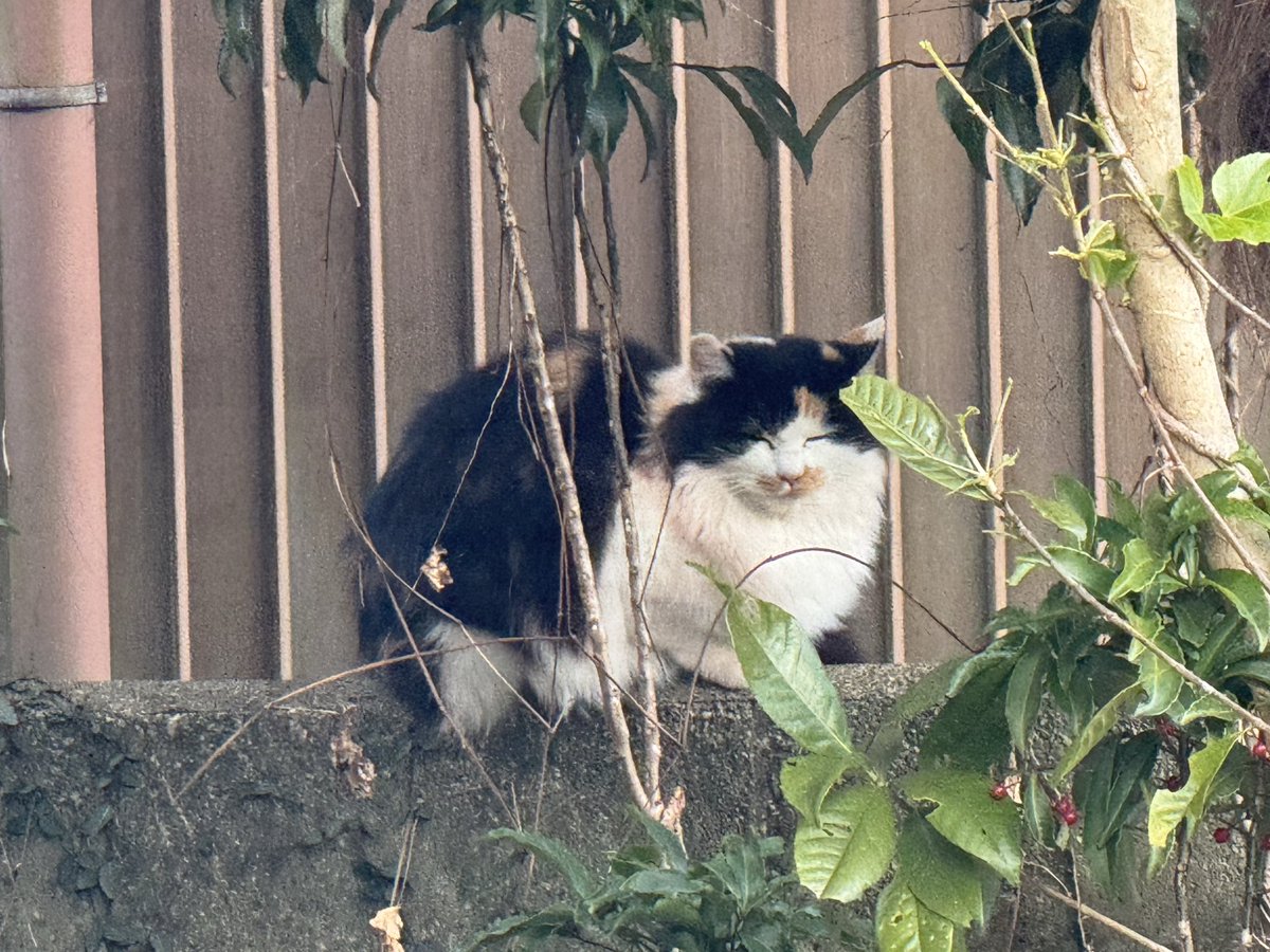 Post by motohiko sakaguti on X: ネコ(^^)