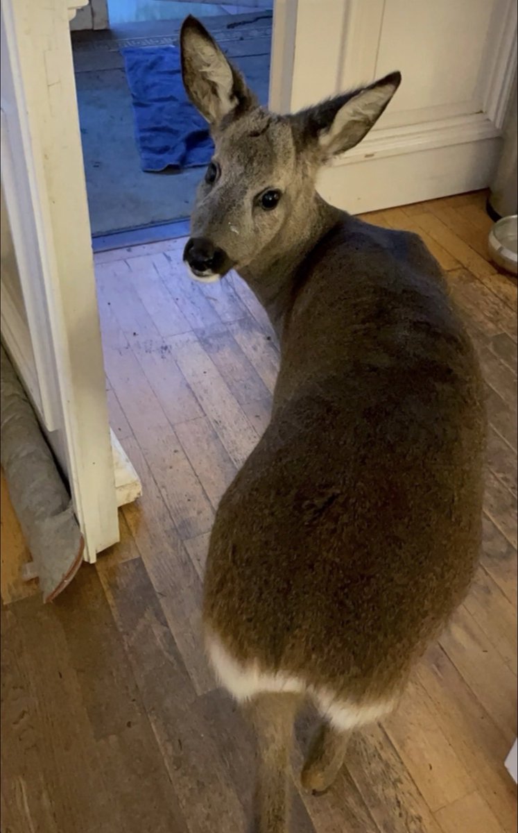 CocchiDeer tweet media