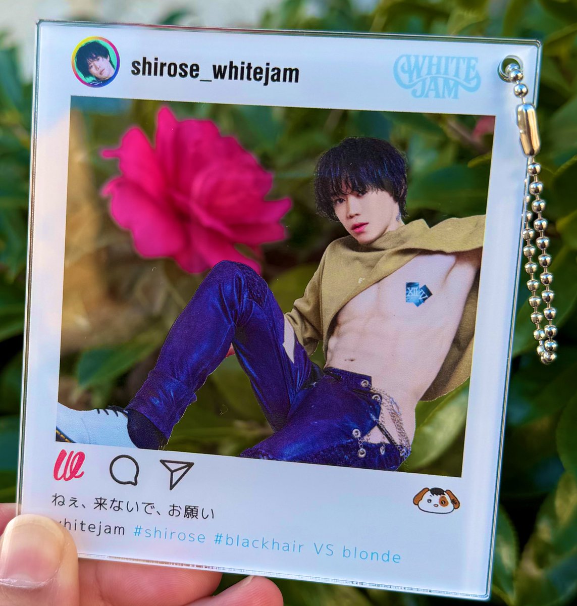 SHIROSE（WHITE JAM） (@WJF_SHIROSE) / Posts and Replies / X