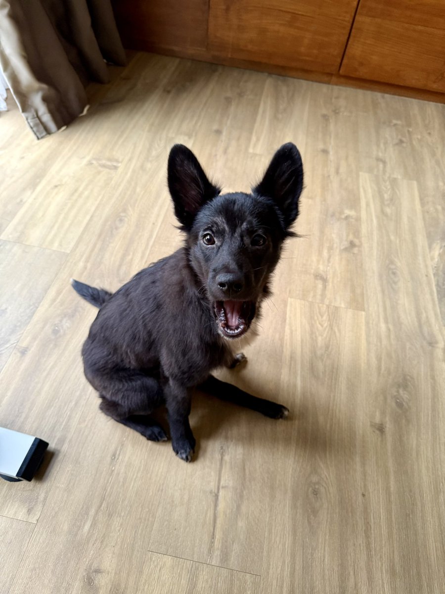 O Flash aprendeu que o som de notificação do Gojek no meu celular significa que a comida está chegando e aparece imediat