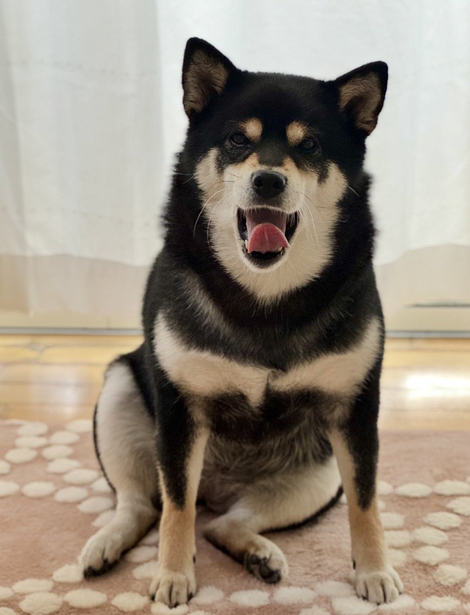 🐕ぽちゃこつ7.18🐕 (@SKotsu) / Posts / X