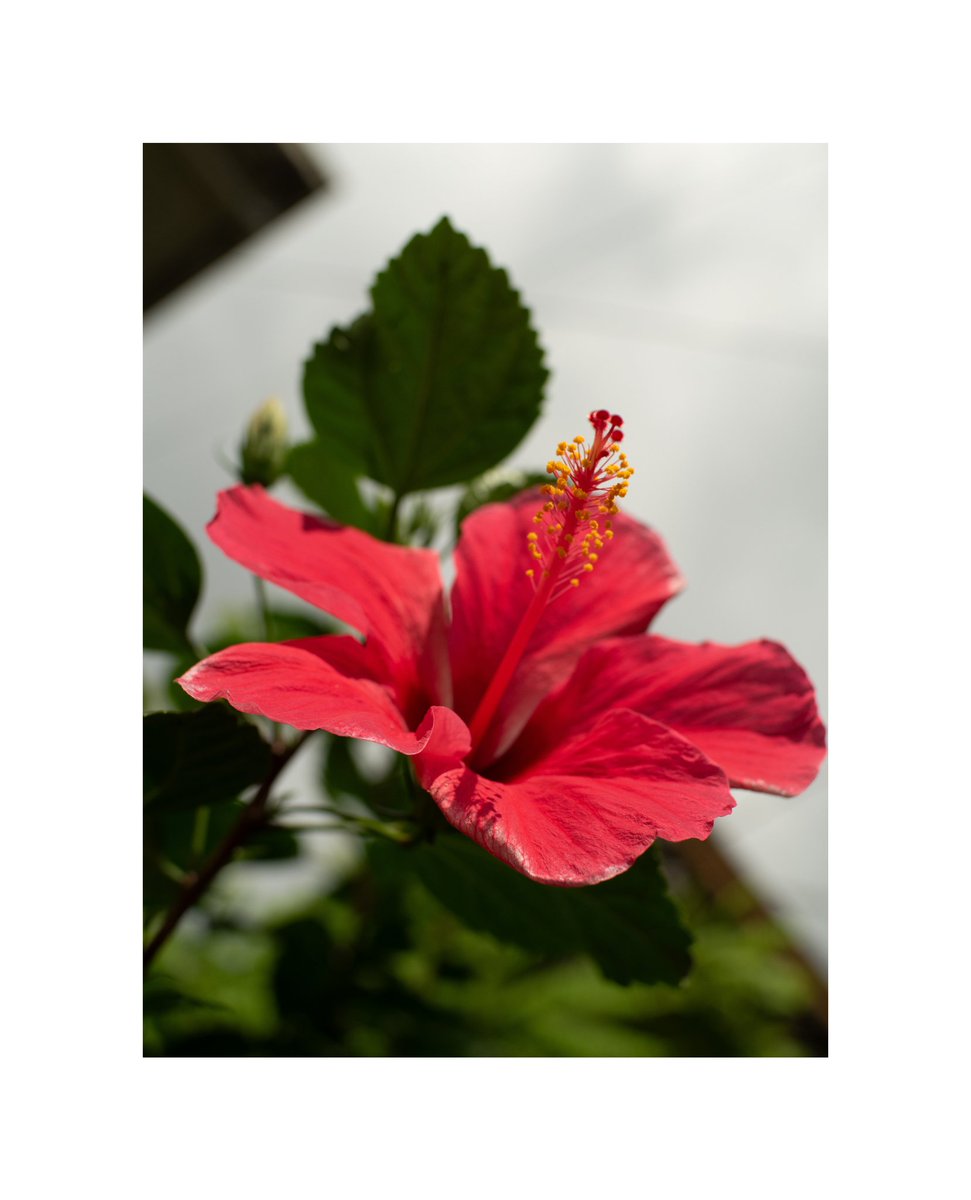 juno_cchi's tweet image. #olympus #em5