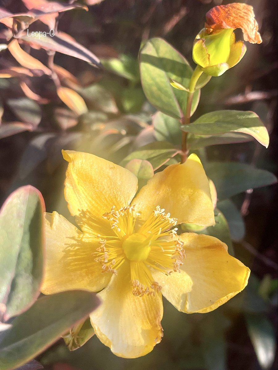 皆様、こんにちは😃🌞🌬️🌬️🫧✨🍂 Good afternoon everyone Tuesday