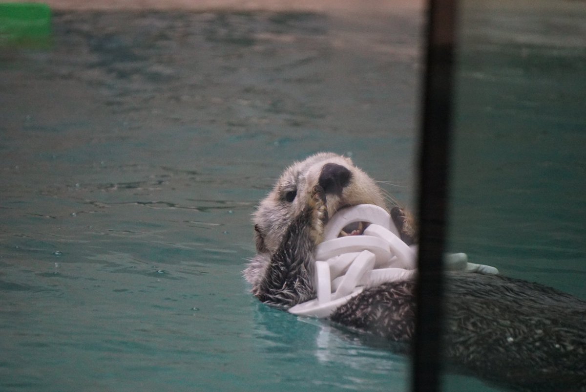 しばらくアムアムしてた #鳥羽水族館 #ラッコ #メイちゃん #キラちゃん