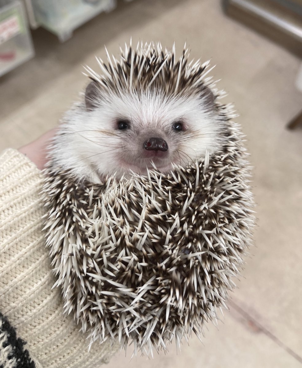 まだ赤ちゃんのハリアくんです✨ お顔が本当に赤ちゃん