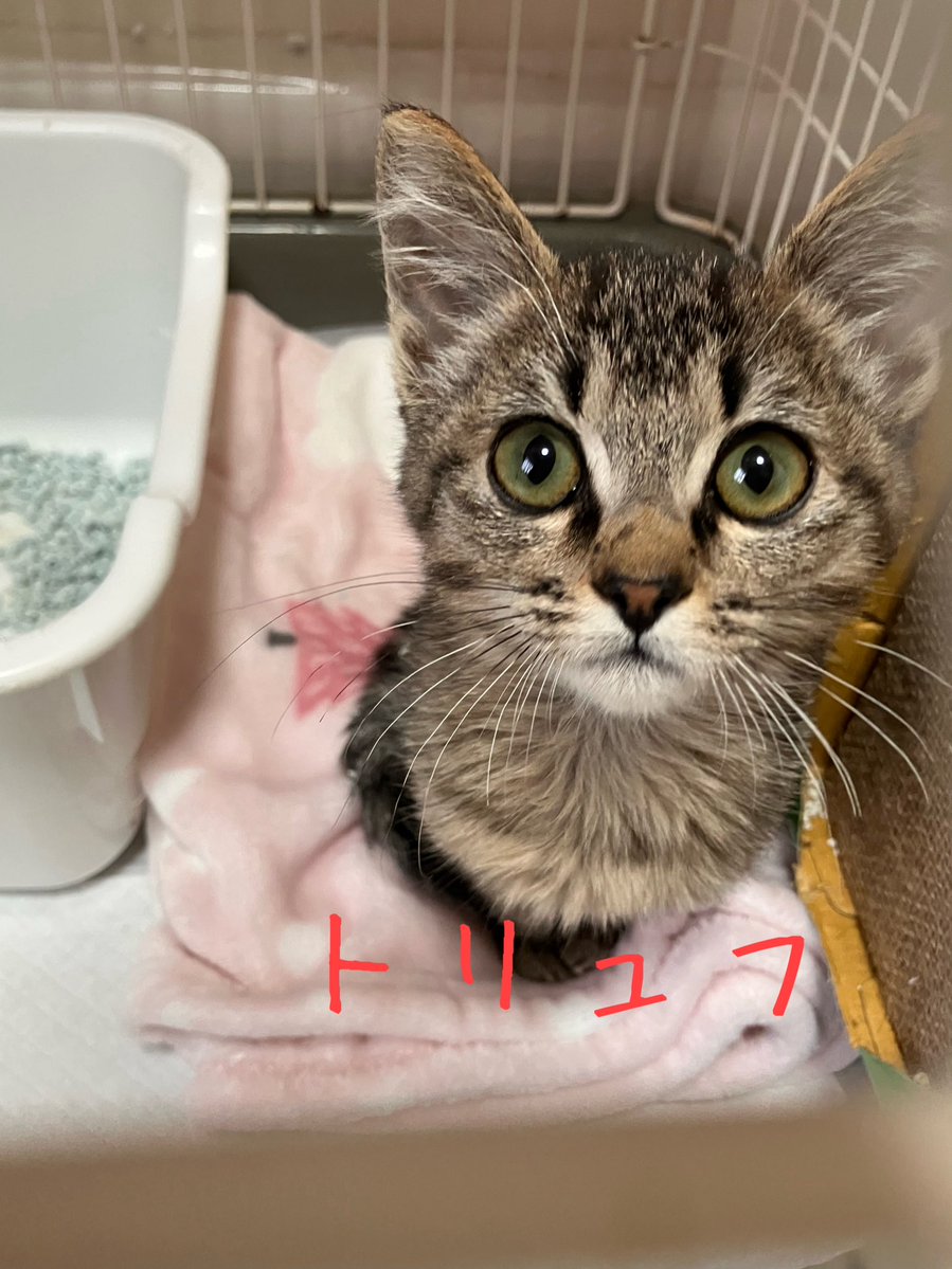 非営利型 一般社団法人 ねこたまご (@nekotamago_) / Posts / X