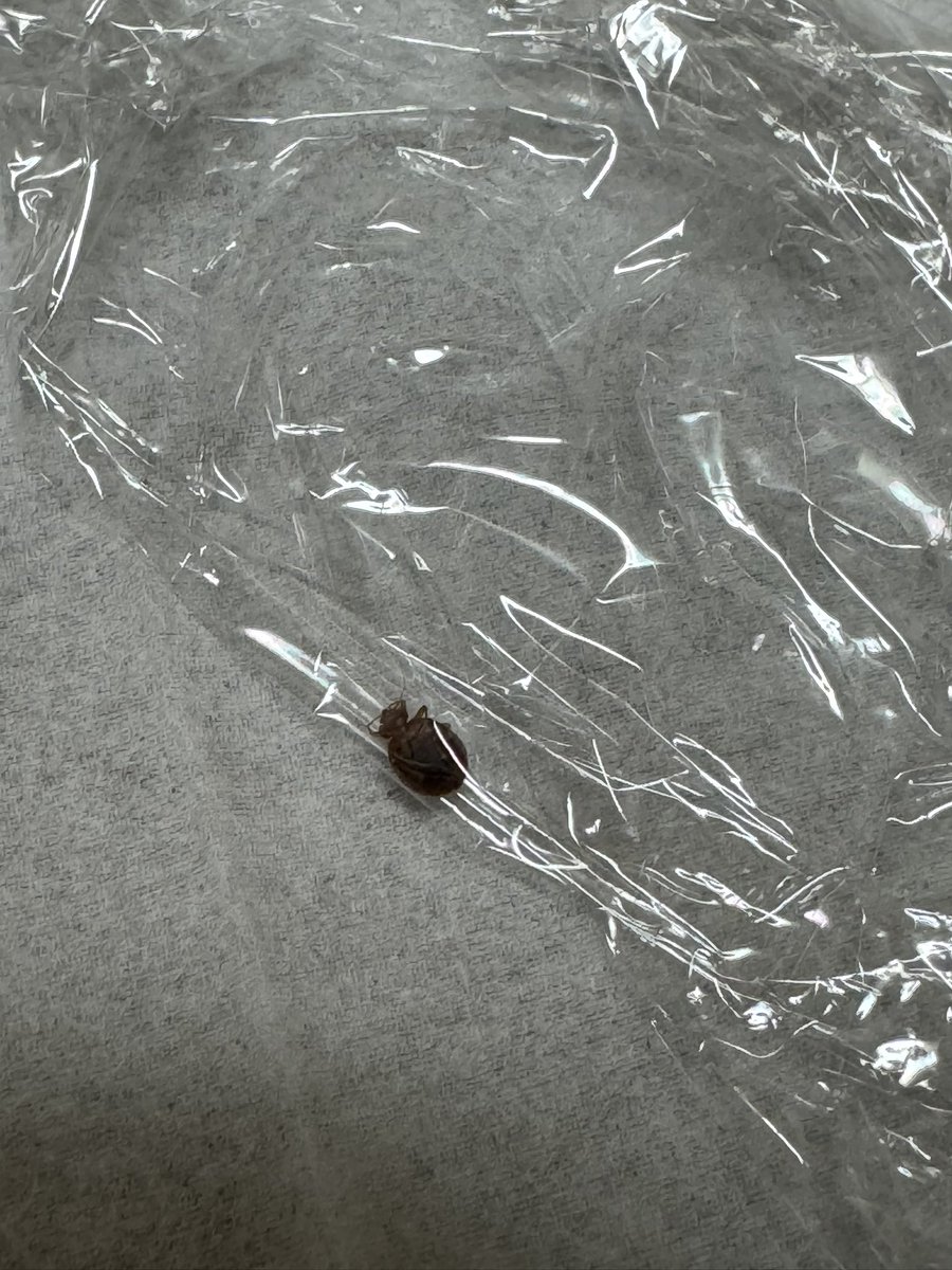 ねこっこ (@nekokkoooo) / Posts / X