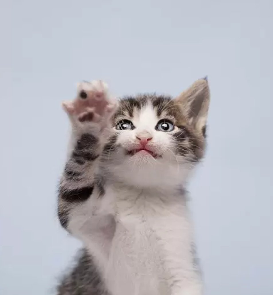 トライアル tweet media