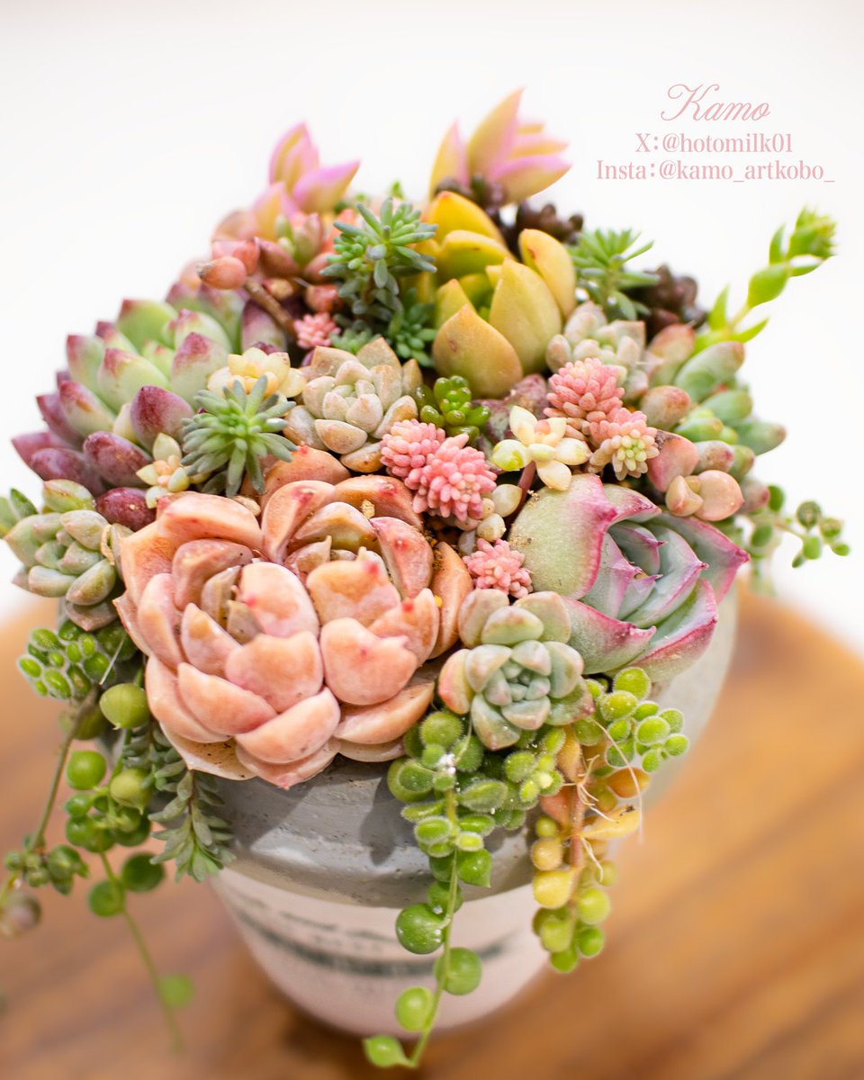 ぴよ様♡ご確認用ページ♡多肉植物 コケぴよ｜かわいい多肉植物 (@cokepiyo) • Instagram photos and videos