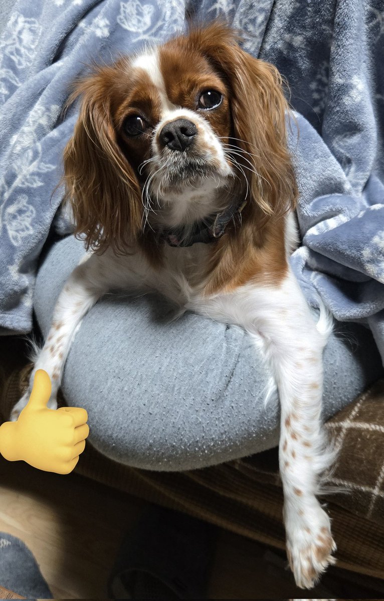 たかちゃん@発狂埼玉四池 (@c70310) / Posts / X