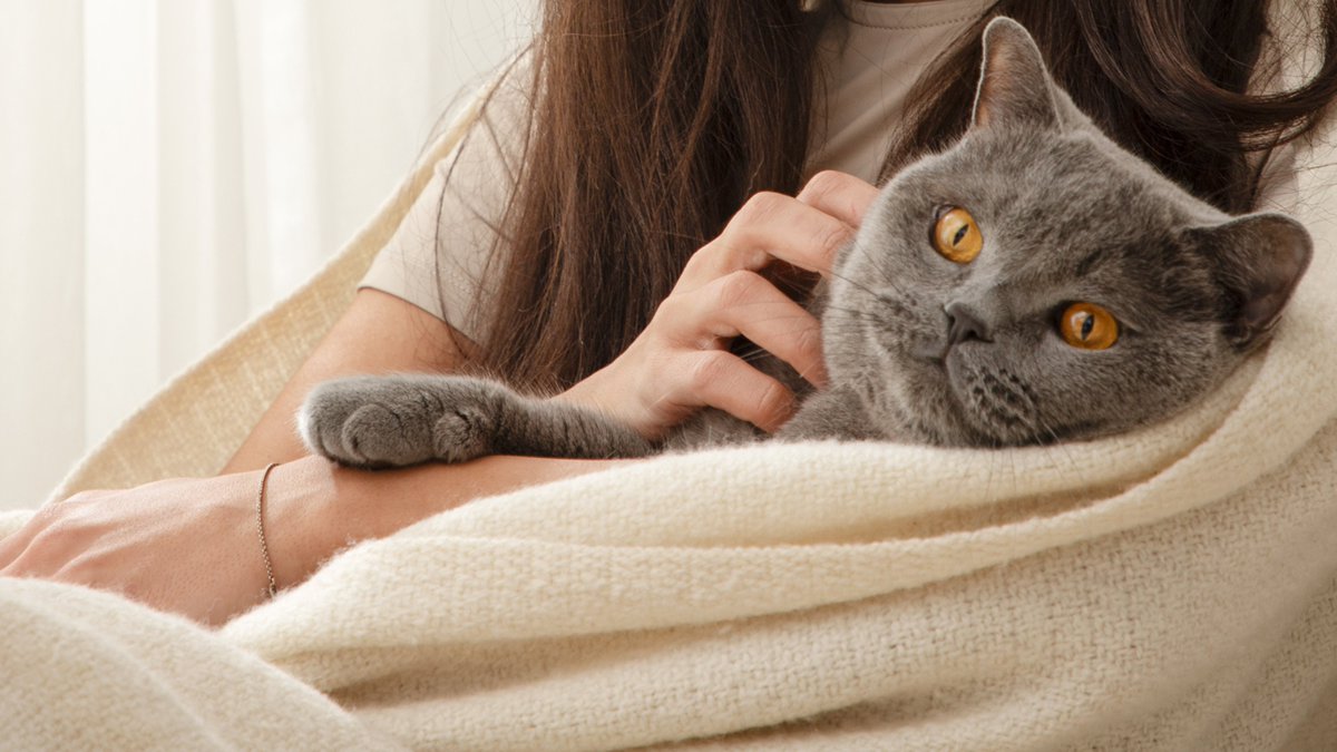 HomeofWool's tweet photo. Warning: this blanket may attract cats (and envy). 🐾 https://t.co/G3hFH8NIXc
